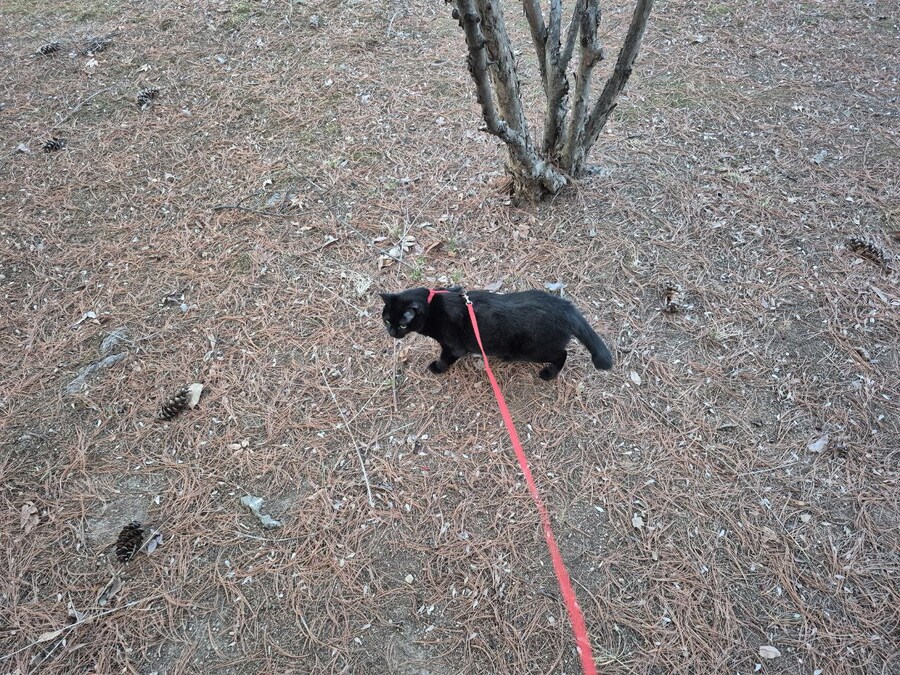 고양이 산책에 대한 개인적인 생각_1.jpg
