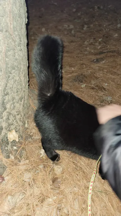고양이 산책에 대한 개인적인 생각_7.webp