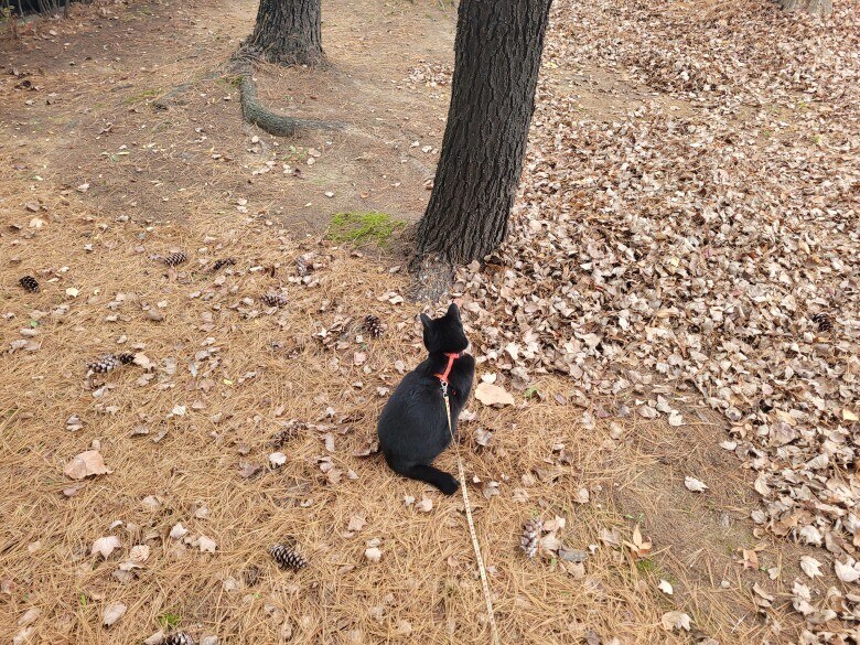 고양이 산책에 대한 개인적인 생각_14.jpg