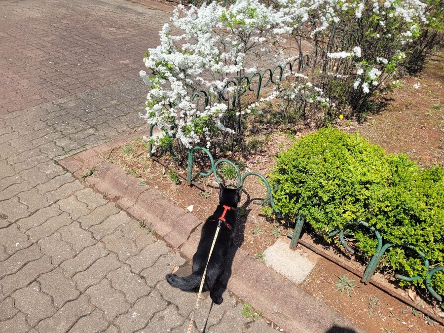 고양이 산책에 대한 개인적인 생각_17.jpg