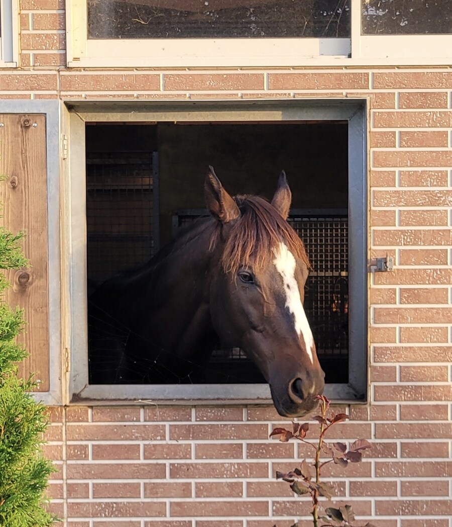 말딸,경마) 오쥬 초산이 현창마 되면 실장 해줄라나_1.jpg