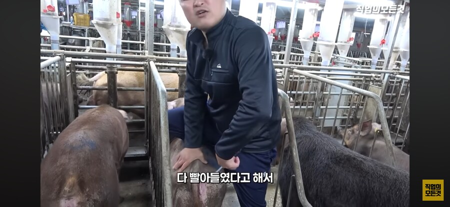 한돈) 유익한 정보_7.png