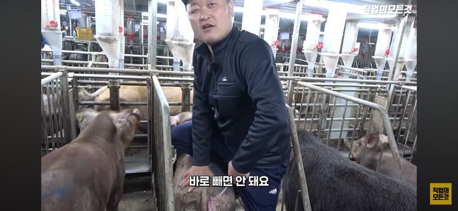 한돈) 유익한 정보_8.png
