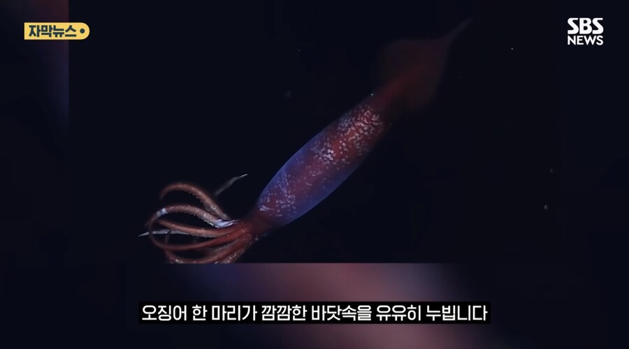 심해 오징어_2.jpg