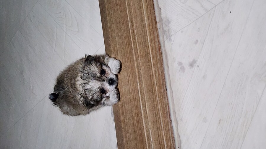 우리집 막내 근황_4.jpg