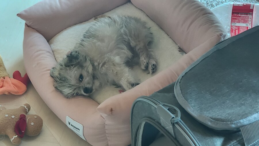 우리집 막내 근황_6.jpg