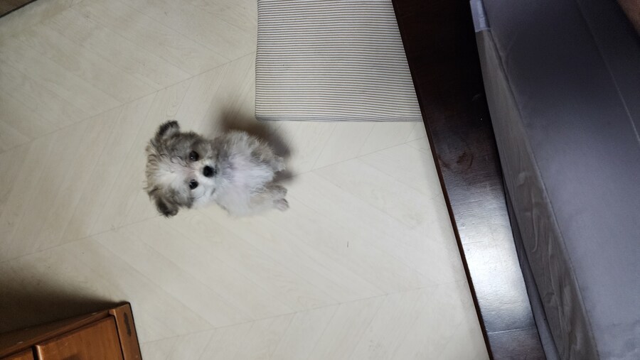 우리집 막내 근황_7.jpg