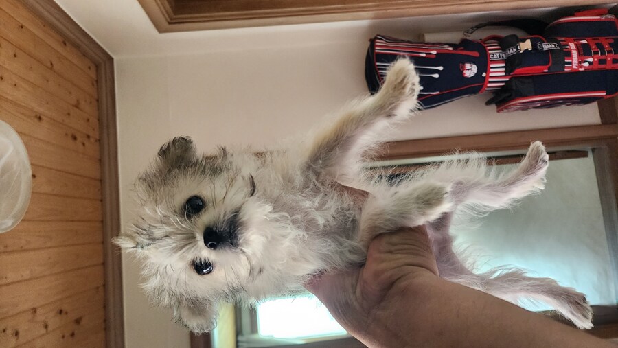 우리집 막내 근황_9.jpg