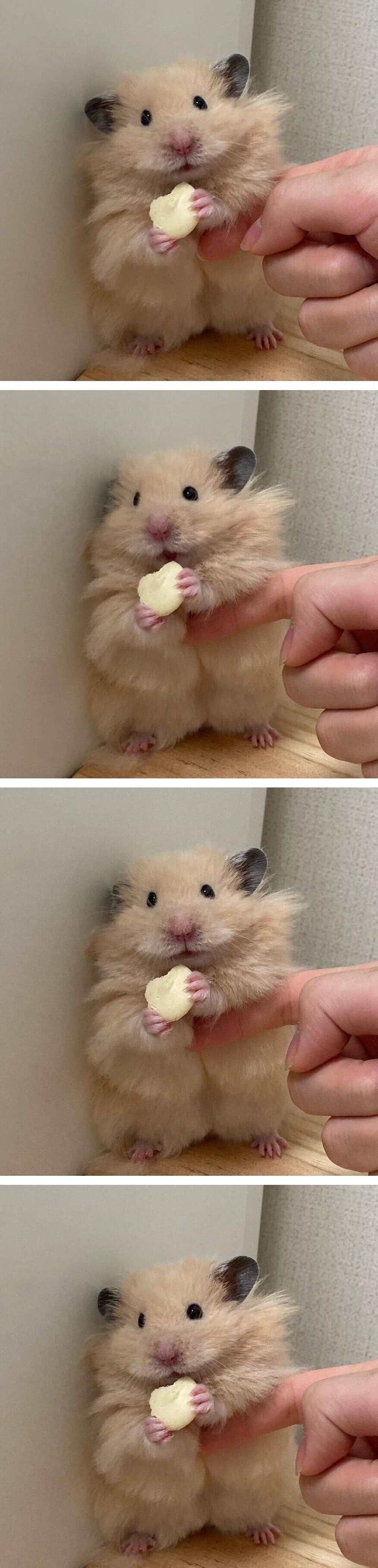 간식 먹는 게 고민되는 햄스터.jpg_1.jpg