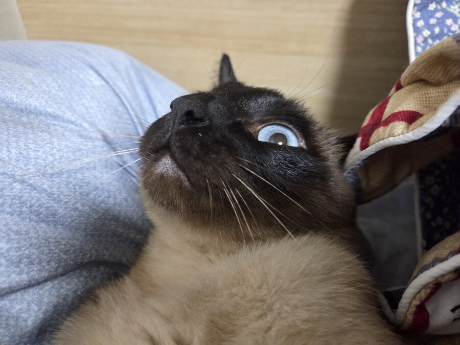 샴냥이가 개냥인줄 알았는데 암살냥이었어!!!_5.jpg