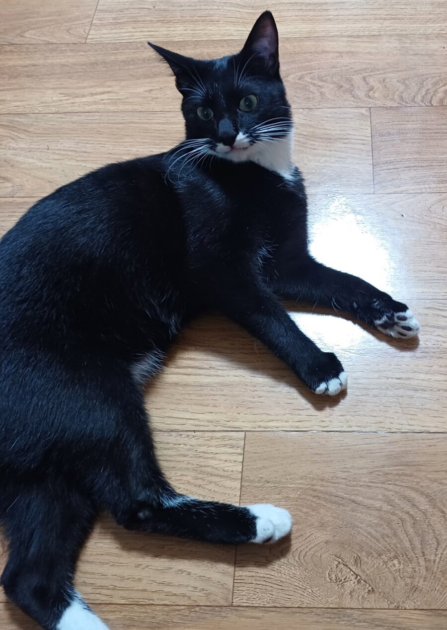 야심한 밤에 막내 고우앵이_5.jpg