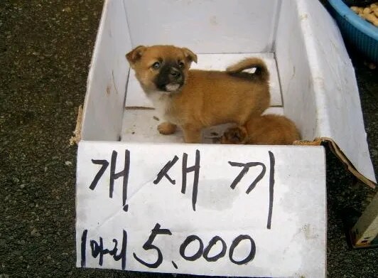 킥라니)이새끼들이 무서운+개같은 이유 방금 경험함_1.png