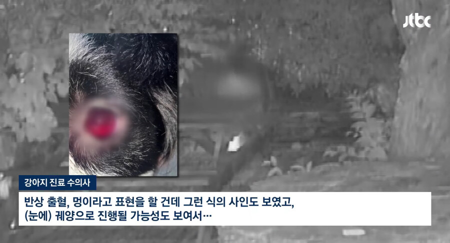 개에게 비비탄 수천발 쏴 죽인 군인_2.jpg