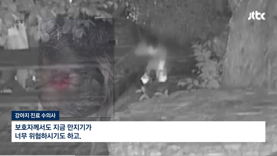 개에게 비비탄 수천발 쏴 죽인 군인_3.jpg