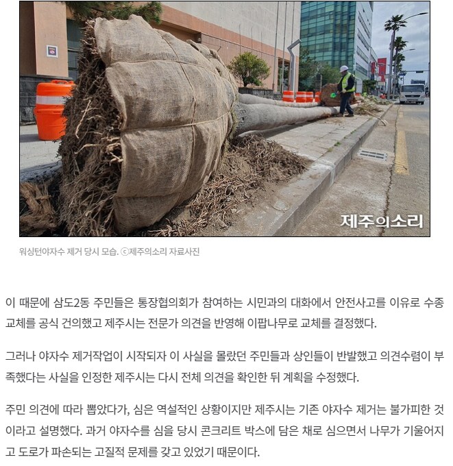 제주시 야자수 부활_3.jpg