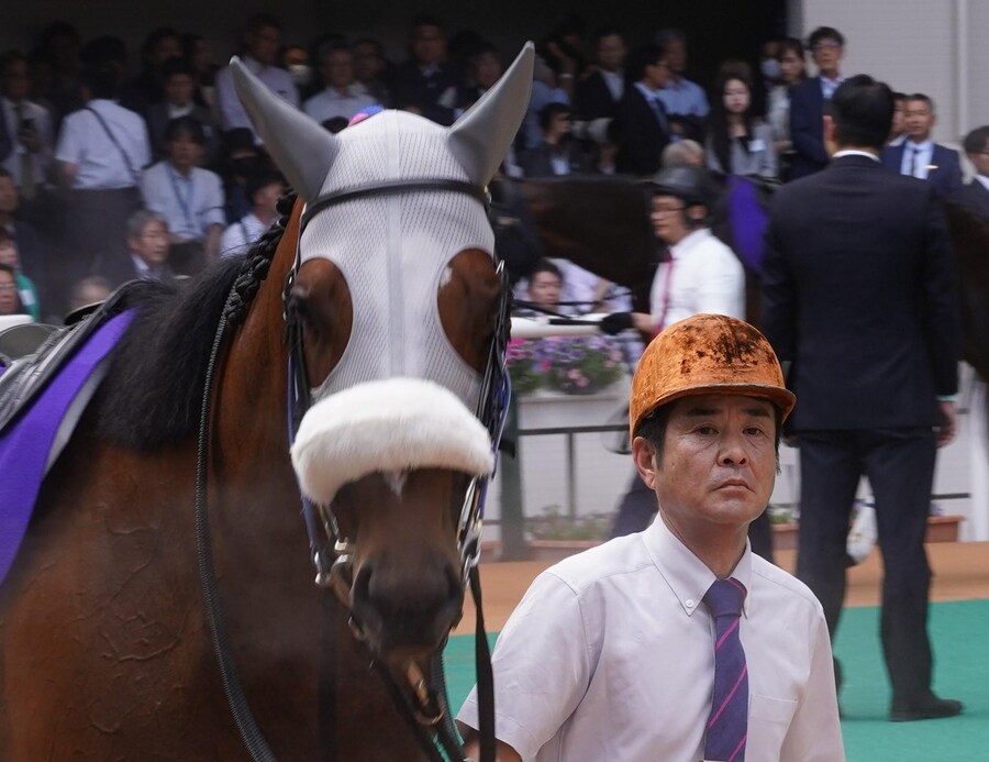 말딸,경마) 고루시 아들 메이쇼 타바루가 도주마가 된 원인_1.jpg