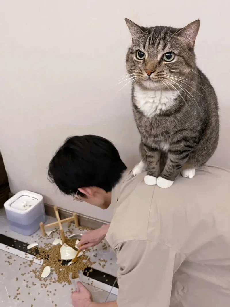 밥그릇 깬 고양이_1.webp