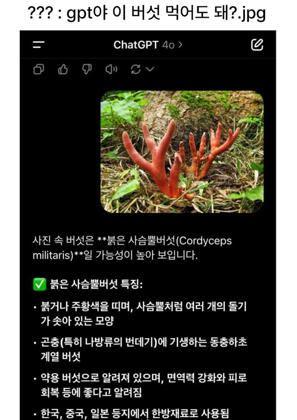 GPT야 이 버섯 먹어도 돼???_1.png