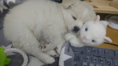시루라는 이름의 자브종 강아지.jpg_5.jpg