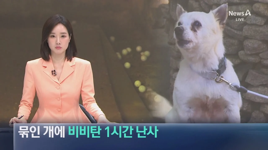 해병대등 20대남성 식당 앞 묶여있는 개들향해 비비탄 수천발 발싸.jpe_1.webp