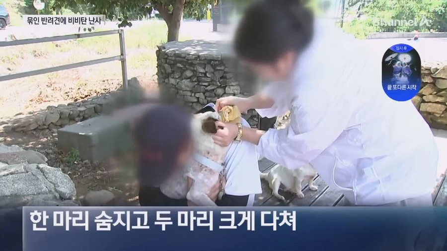 해병대등 20대남성 식당 앞 묶여있는 개들향해 비비탄 수천발 발싸.jpe_14.webp