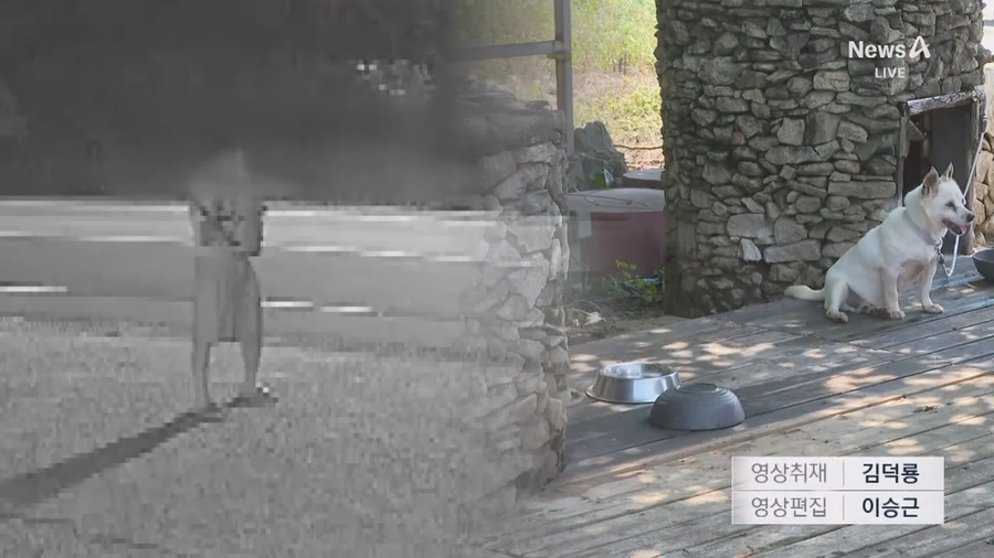 해병대등 20대남성 식당 앞 묶여있는 개들향해 비비탄 수천발 발싸.jpe_24.webp
