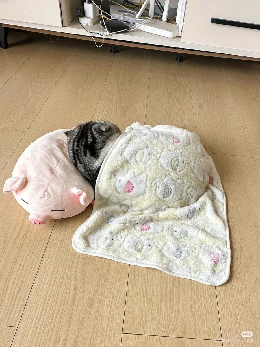 고양이: 응애, 아기 고양이 이불 좋아해👶_2.jpg