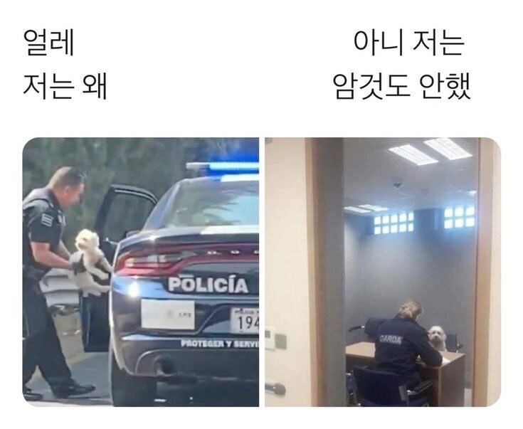 체포되는 강아지_1.jpg