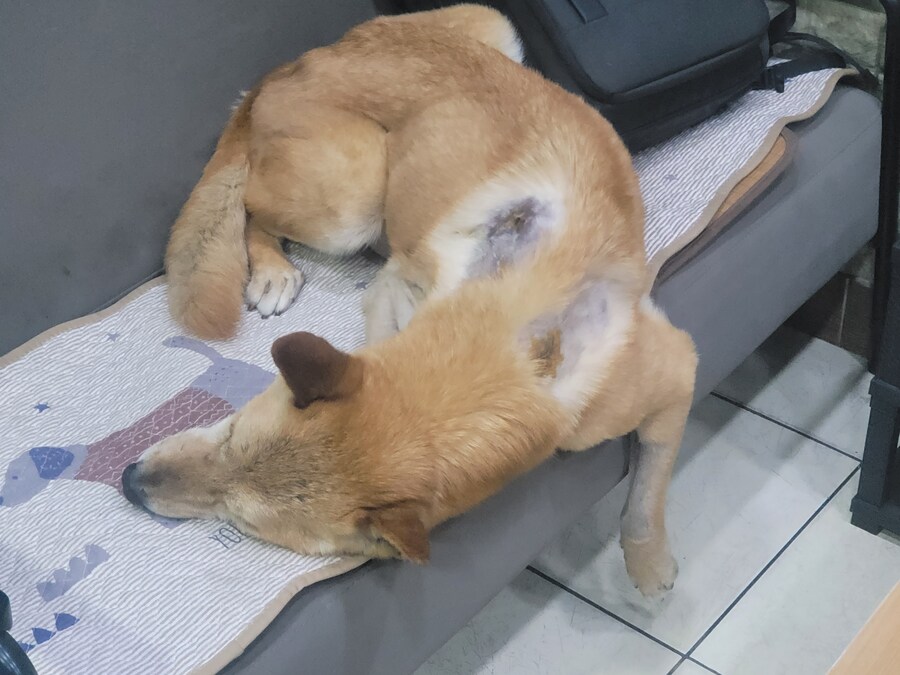 댕댕이)얜 왜이러는걸끼._1.jpg