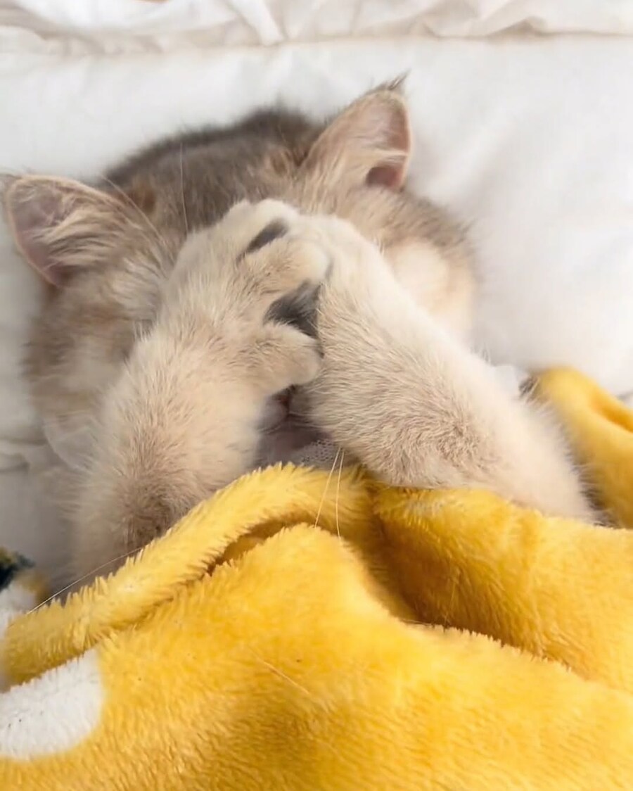 자고있는 고양이 깨우기.._2.jpg
