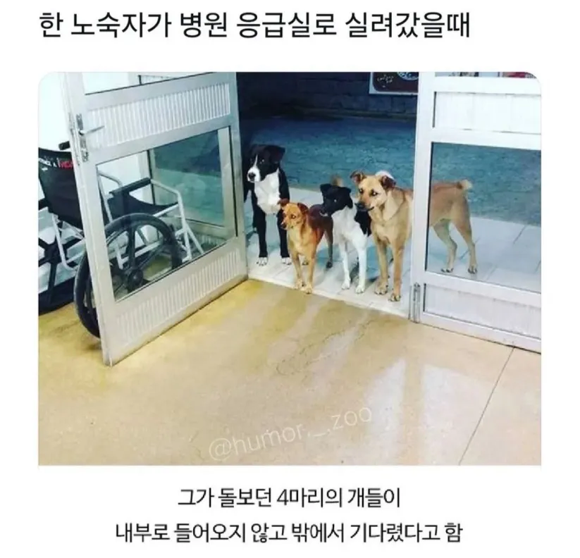 응급실 실려간 쥬인님 기다리는 강아지들_1.webp