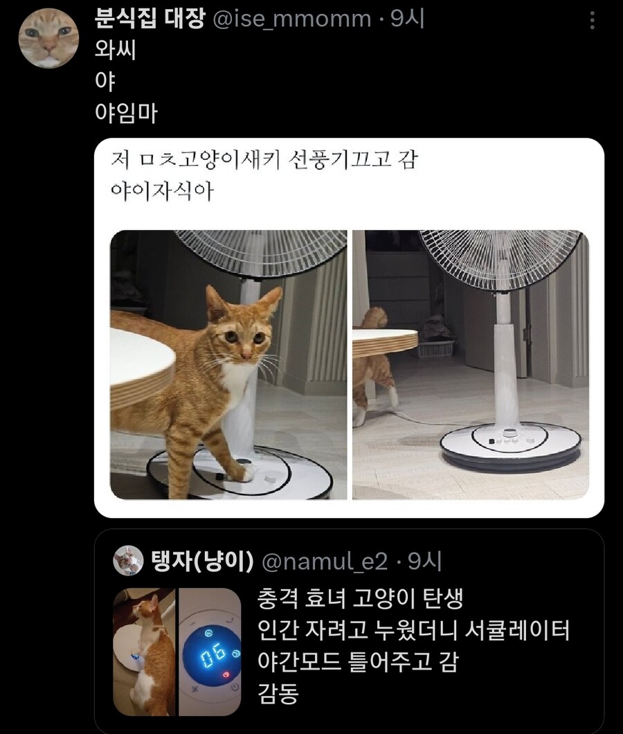 (충격) 효녀 고양이 탄생_2.jpg