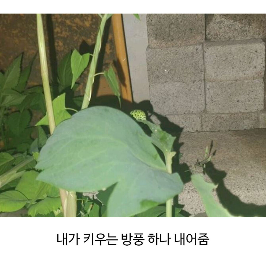 나비 부화에 성공한 식물갤_3.jpg
