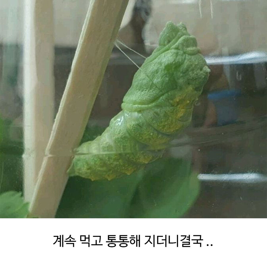 나비 부화에 성공한 식물갤_4.jpg