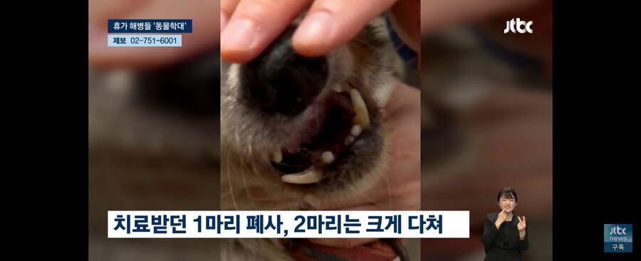 휴가나온 해병 묶인 개들에게 한시간 동안 비비탄 총 쐈다_5.jpg