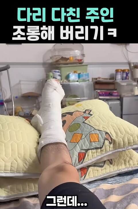 다리 다친 주인 조롱하는 햄스터_1.png