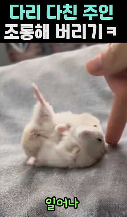 다리 다친 주인 조롱하는 햄스터_4.png