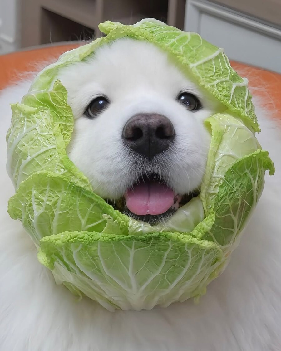 배추댕댕이_3.jpg
