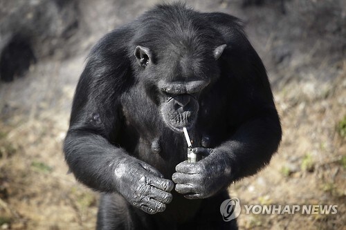 옛날옛적 잼민이들 환장하던 전설적인 공룡 다큐 근황_22.jpg