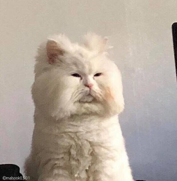 고양이의 4대 유형.jpg_4.jpg