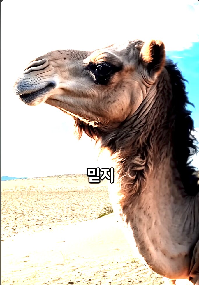 한반도에 서식하는 낙타_5.png
