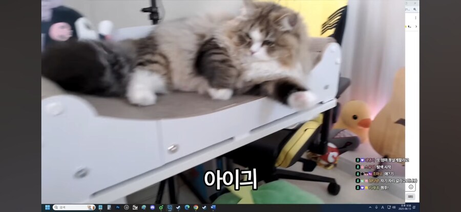 고양이 ㅎ대 논란 영상 보여주는 서새봄_2.jpg