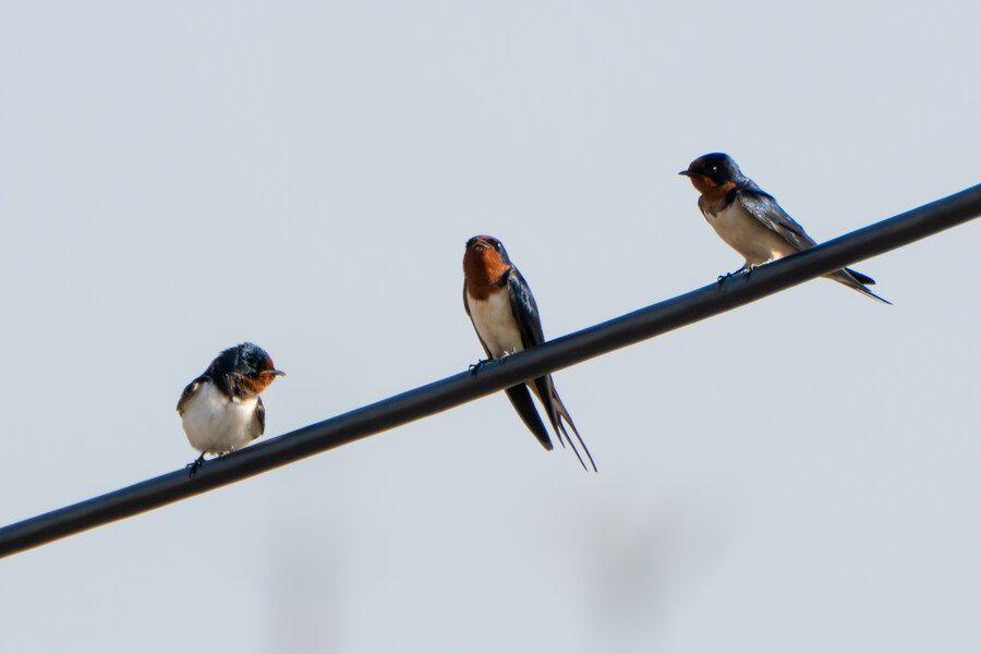 4월, 신도 및 시도 탐조_9.jpg