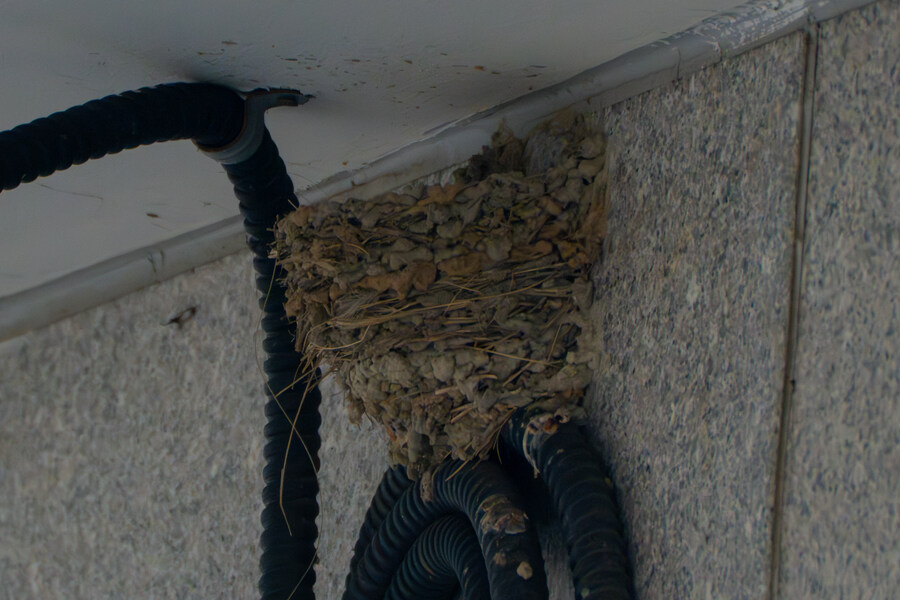 4월, 신도 및 시도 탐조_13.jpg