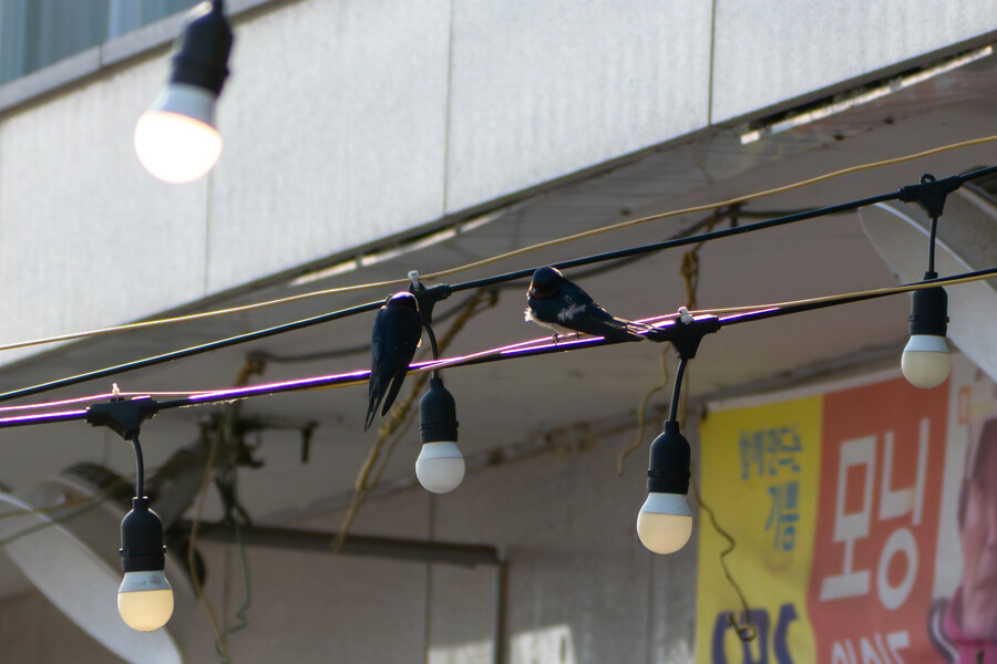 4월, 신도 및 시도 탐조_14.jpg