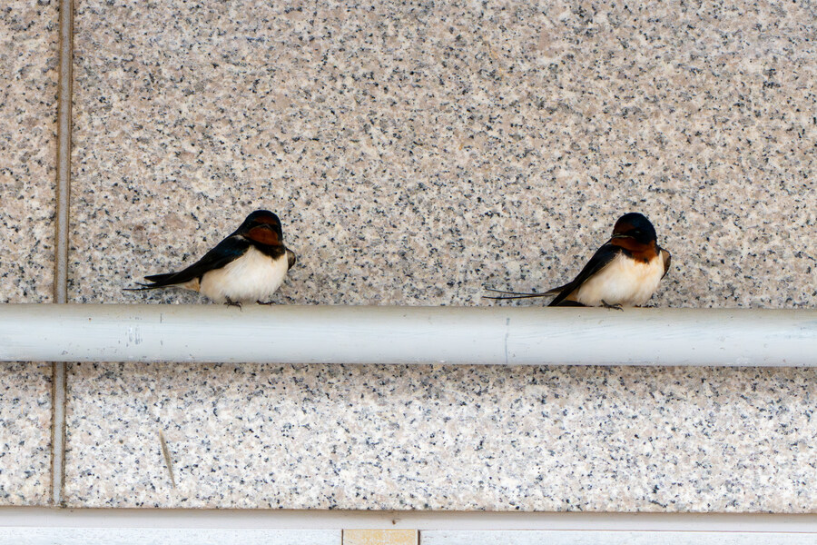 4월, 신도 및 시도 탐조_16.jpg