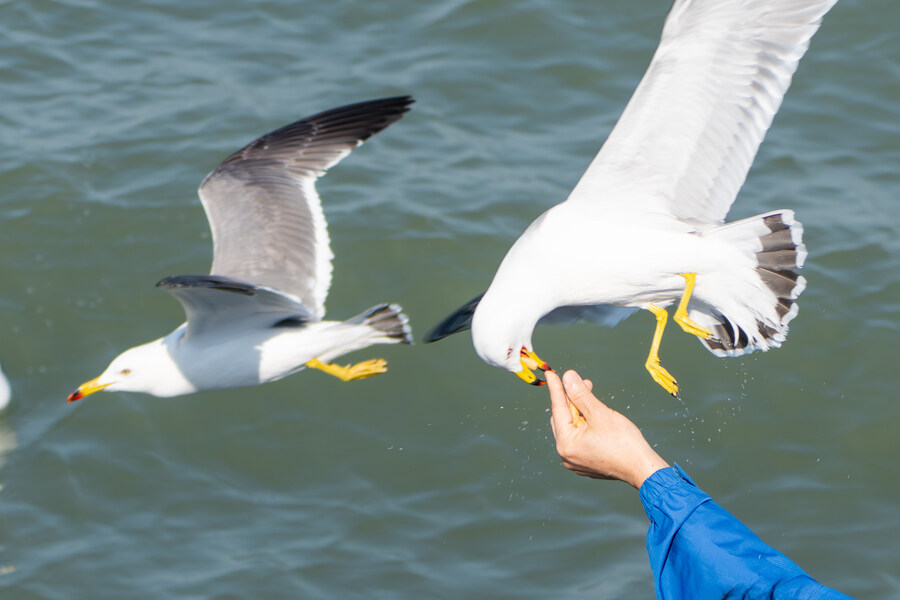 4월, 신도 및 시도 탐조_19.jpg