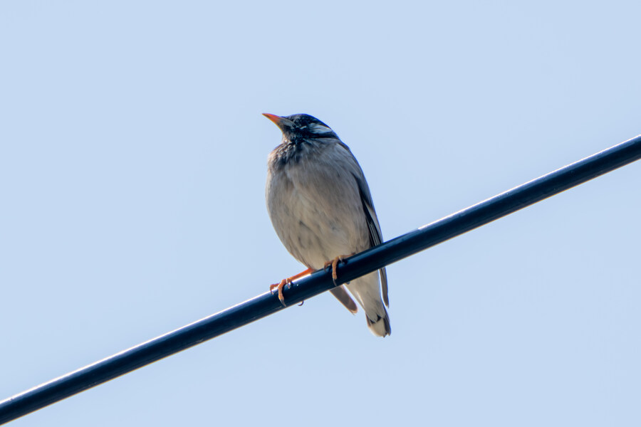 4월, 신도 및 시도 탐조_29.jpg