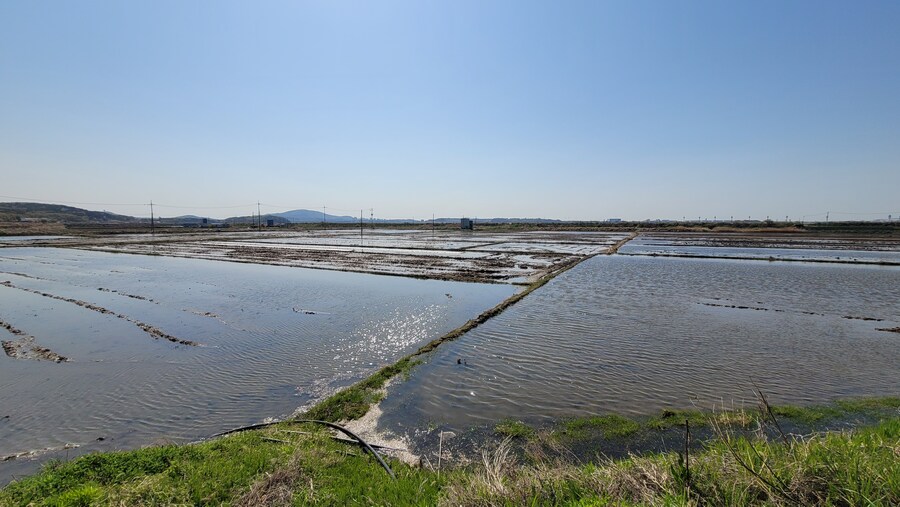 4월, 신도 및 시도 탐조_31.jpg