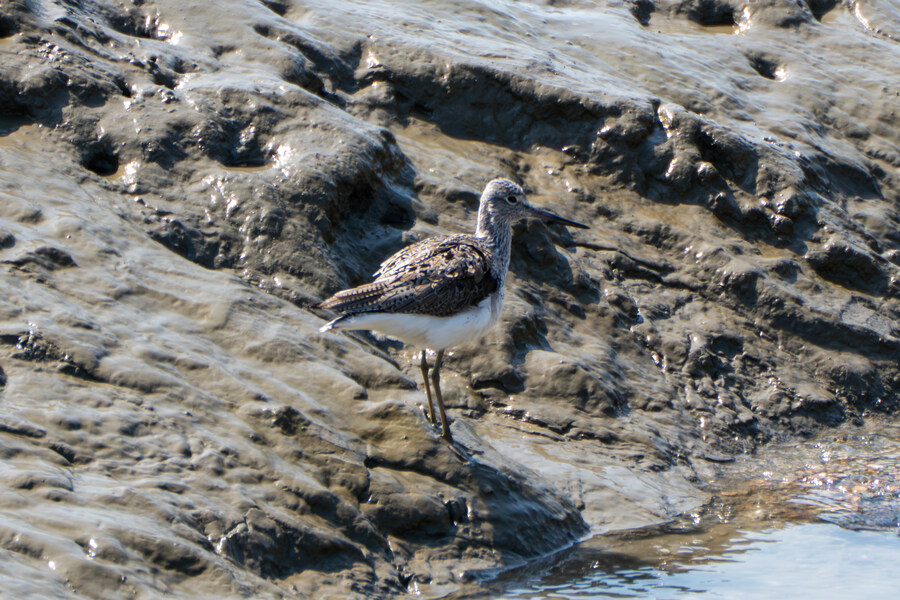 4월, 신도 및 시도 탐조_34.jpg